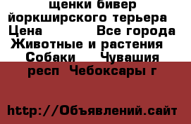 щенки бивер йоркширского терьера › Цена ­ 8 000 - Все города Животные и растения » Собаки   . Чувашия респ.,Чебоксары г.